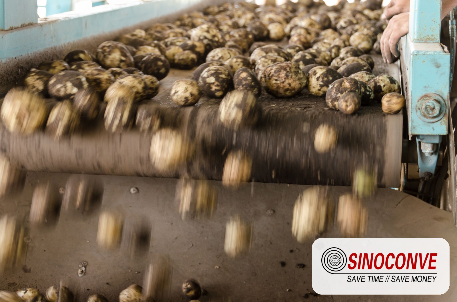 conveyor carrying agricultural produce on a processing line